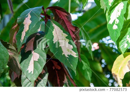 巴豆葉斑 77082573