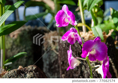 Purple dendrobium phalaenopsis (denfare) flower Purple dendrobium phalaenopsis (denfare) flower 77082574