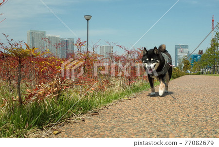 在步行期間的黑Shiba Inu 在步行期間的黑Shiba Inu 77082679