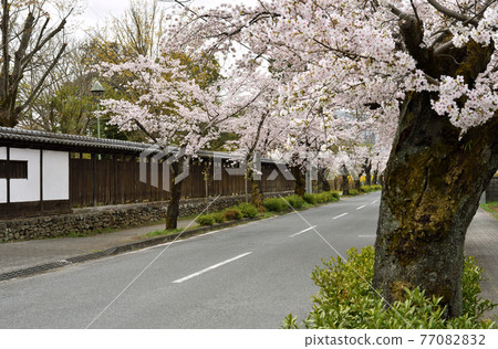 秩父長瀞步道：北櫻街櫻花隧道 77082832