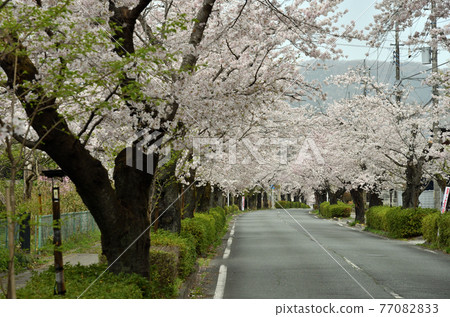 秩父長瀞步道：北櫻街櫻花隧道 77082833