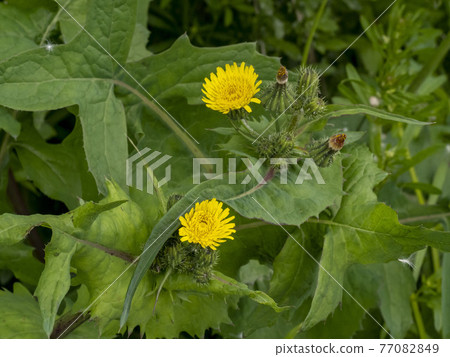 Nogashi's yellow flower Nogashi's yellow flower 77082849
