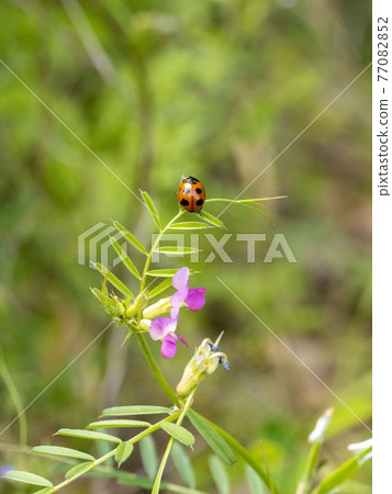 瓢蟲棲息在常見的野豌豆上 瓢蟲棲息在常見的野豌豆上 77082852