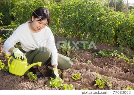 Asian girl watering seedlings of lettuce Asian girl watering seedlings of lettuce 77083003
