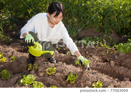 Woman watering plants of lettuce Woman watering plants of lettuce 77083009