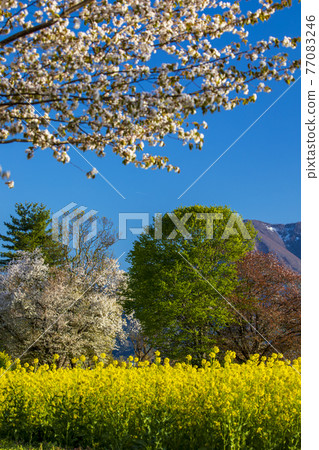 Rape field Shinshu Rape field Shinshu 77083246