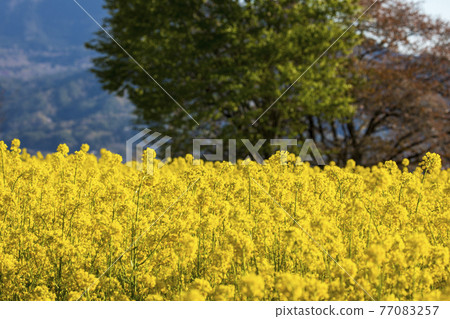 Rape field Shinshu Rape field Shinshu 77083257