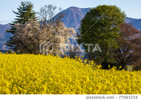 油菜田信州 77083258
