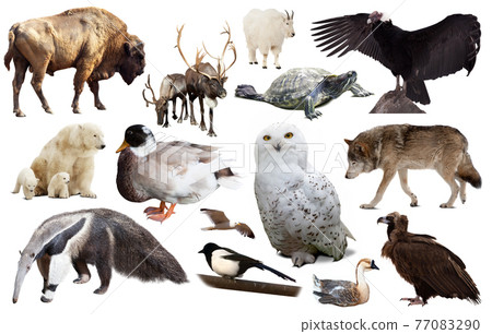 north american animals isolated north american animals isolated 77083290
