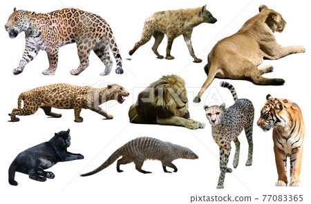 Set of wild mammals isolated over white Set of wild mammals isolated over white 77083365