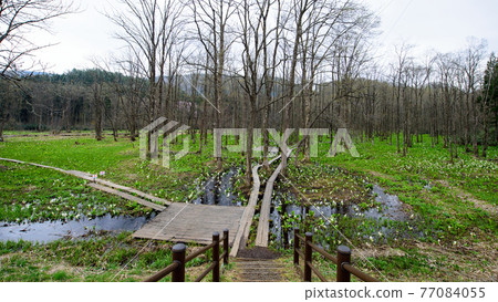 Sashimaki Wetland Morning Surrounded by Silence Akita Prefecture Sashimaki Wetland Morning Surrounded by Silence Akita Prefecture 77084055