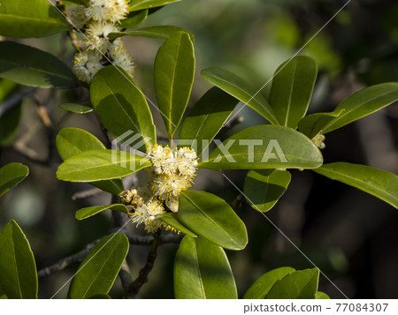 White flowers of kuroki White flowers of kuroki 77084307