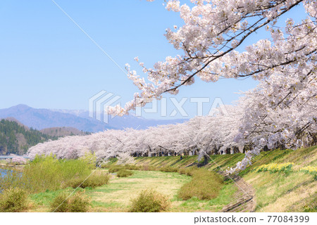 角館的櫻花，曳內川沿岸的一排櫻花樹 77084399