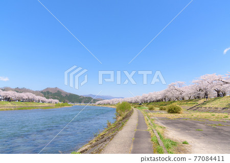 Cherry blossoms in Kakunodate, a row of cherry blossom trees on the Hikiuchi River bank Cherry blossoms in Kakunodate, a row of cherry blossom trees on the Hikiuchi River bank 77084411