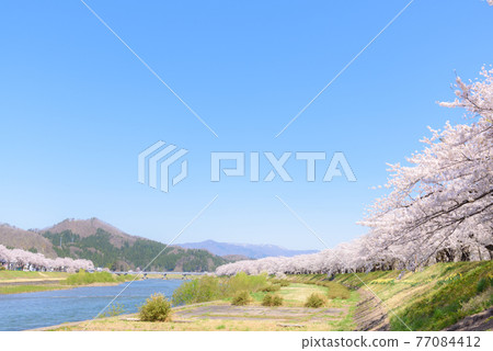 Cherry blossoms in Kakunodate, a row of cherry blossom trees on the Hikiuchi River bank Cherry blossoms in Kakunodate, a row of cherry blossom trees on the Hikiuchi River bank 77084412