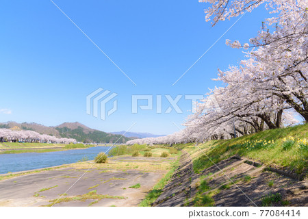 Cherry blossoms in Kakunodate, a row of cherry blossom trees on the Hikiuchi River bank 77084414