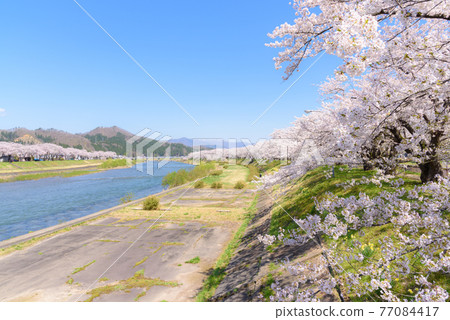 Cherry blossoms in Kakunodate, a row of cherry blossom trees on the Hikiuchi River bank Cherry blossoms in Kakunodate, a row of cherry blossom trees on the Hikiuchi River bank 77084417