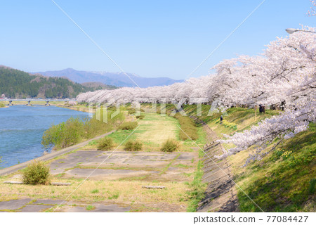 Cherry blossoms in Kakunodate, a row of cherry blossom trees on the Hikiuchi River bank Cherry blossoms in Kakunodate, a row of cherry blossom trees on the Hikiuchi River bank 77084427