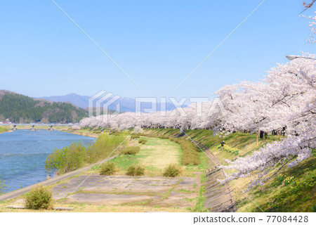 Cherry blossoms in Kakunodate, a row of cherry blossom trees on the Hikiuchi River bank Cherry blossoms in Kakunodate, a row of cherry blossom trees on the Hikiuchi River bank 77084428