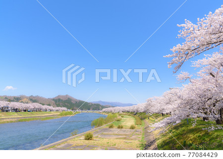 角館的櫻花,曳內川沿岸的一排櫻花樹 角館的櫻花,曳內川沿岸的一排櫻花樹 77084429