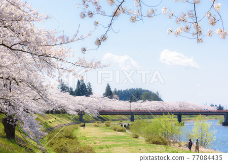 Cherry blossoms in Kakunodate, a row of cherry blossom trees on the Hikiuchi River bank 77084435