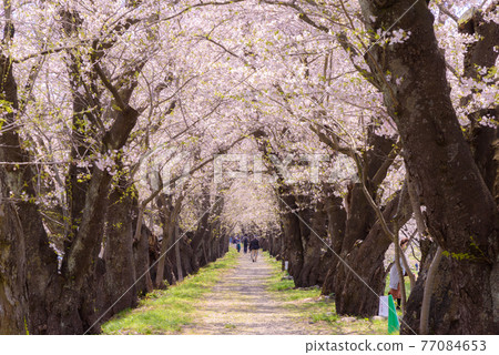 Cherry blossoms in Kakunodate Cherry blossoms in Kakunodate 77084653