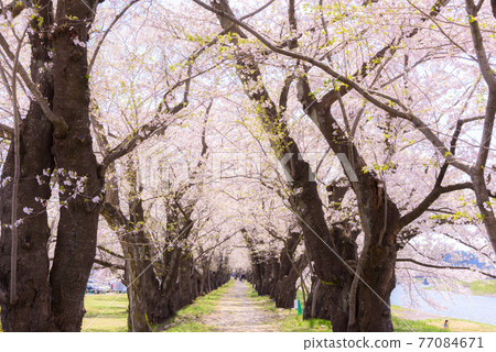 Kakunodate的櫻花 77084671