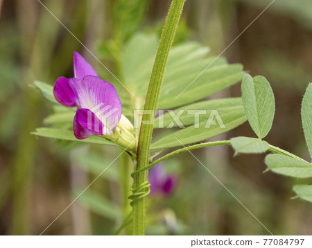 野豌豆花 77084797