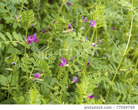 野豌豆花 77084799