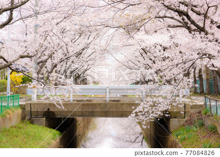 Cherry blossoms along the river 77084826