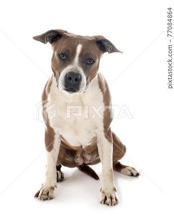 american staffordhire terrier american staffordhire terrier 77084864