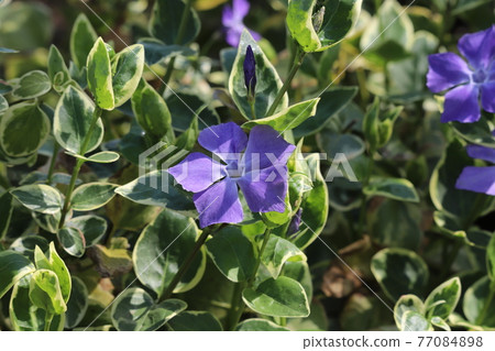 Purple flowers of periwinkle blooming in the spring garden 77084898