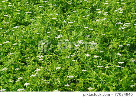 Summer auction field with white flowers 77084940