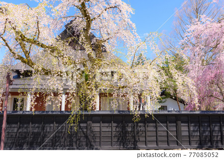 Fern trellis of the Kakunodate samurai house 77085052