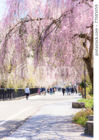 Fern trellis of the Kakunodate samurai house Fern trellis of the Kakunodate samurai house 77085059