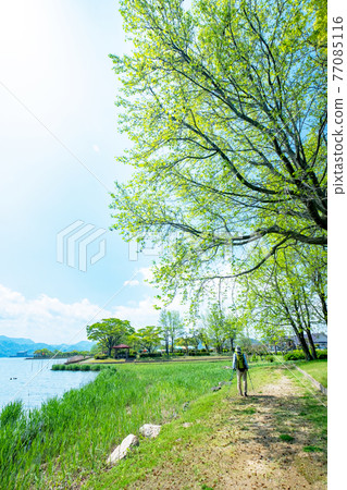 Image of trekking along the lakeside in fresh green and early summer (around Togo Pond) Image of trekking along the lakeside in fresh green and early summer (around Togo Pond) 77085116
