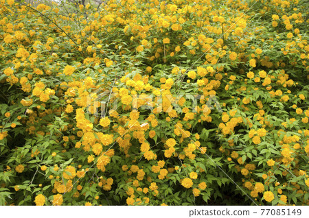 The yellow flowers of Japanese kerria are in bloom. The scientific name is Kerria japonica. The yellow flowers of Japanese kerria are in bloom. The scientific name is Kerria japonica. 77085149