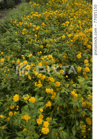 The yellow flowers of Japanese kerria are in bloom. The scientific name is Kerria japonica. The yellow flowers of Japanese kerria are in bloom. The scientific name is Kerria japonica. 77085150