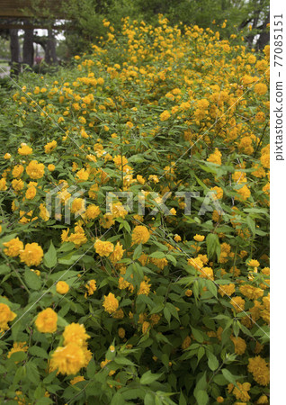 The yellow flowers of Japanese kerria are in bloom. The scientific name is Kerria japonica. 77085151