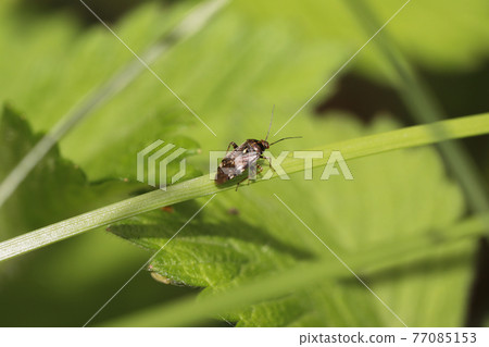 蚊子蚊子 蚊子蚊子 77085153