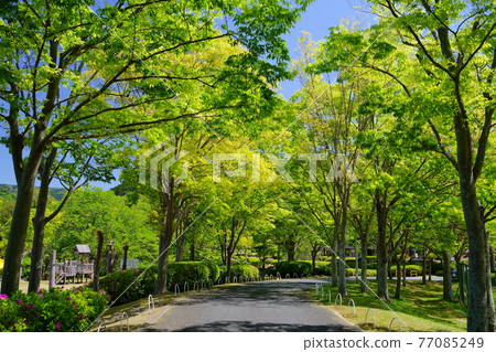 Promenade in the fresh green zelkova forest 2 77085249