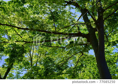Forest bath in the fresh green zelkova forest 5 77085250