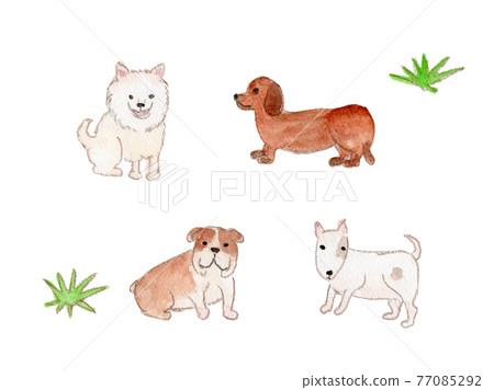 Watercolor illustration of medium-sized dogs (Spitz, Dachshund, Bulldog, Bull Terrier) 77085292