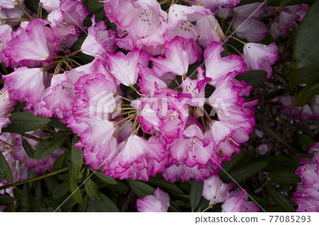 石楠花園的杜鵑花盛開。 77085293