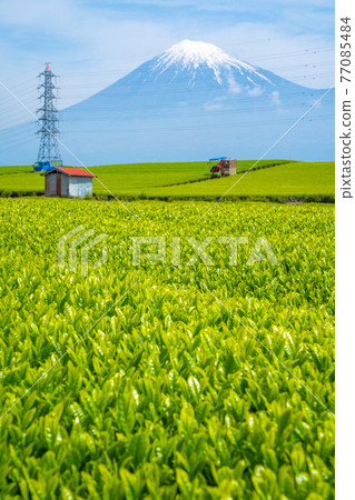[Shizuoka Prefecture] Mt. Fuji Tea Field 77085484
