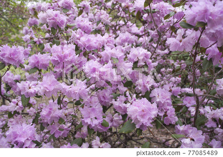 Pink rhododendron flowers are in bloom. The scientific name is Rhododendron keiskei Miq Pink rhododendron flowers are in bloom. The scientific name is Rhododendron keiskei Miq 77085489