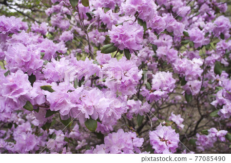 粉紅色的杜鵑花盛開。學名是Rhododendron keiskei Miq 粉紅色的杜鵑花盛開。學名是Rhododendron keiskei Miq 77085490