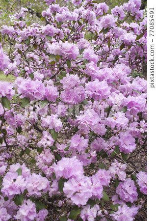 Pink rhododendron flowers are in bloom. The scientific name is Rhododendron keiskei Miq Pink rhododendron flowers are in bloom. The scientific name is Rhododendron keiskei Miq 77085491