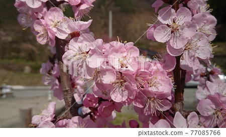 Light red apricot flower Light red apricot flower 77085766