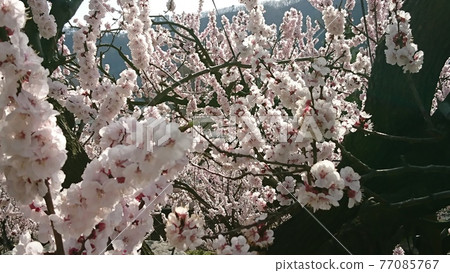Apricot flowers Apricot flowers 77085767